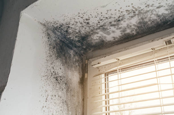 Affordable Mold Cleanup solutions in Sparta, IL